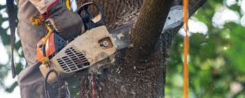 Why Choose Our Tree Removal Services in Surfside Beach, SC?